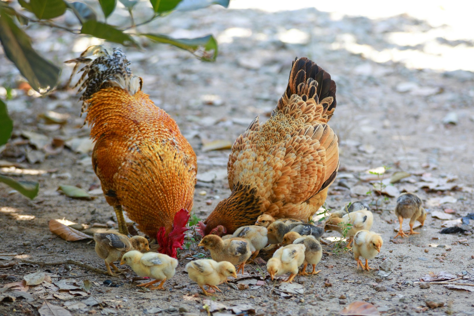 Hens with their chicks