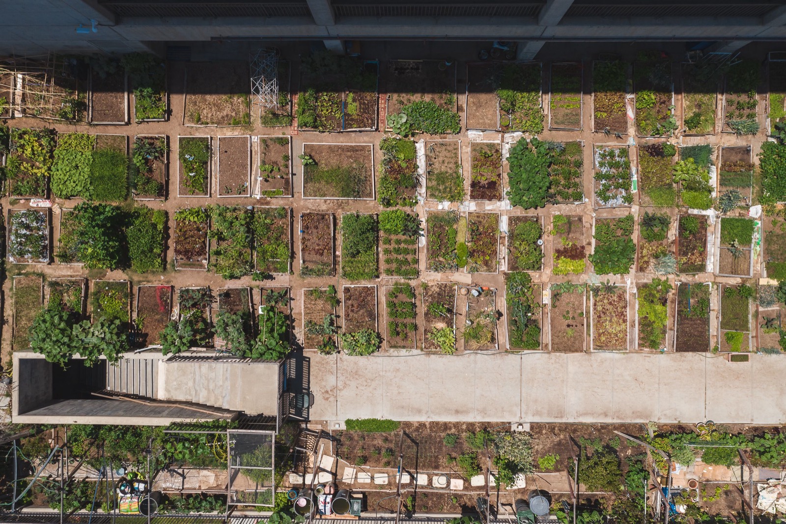 Raised community garden beds seen from above