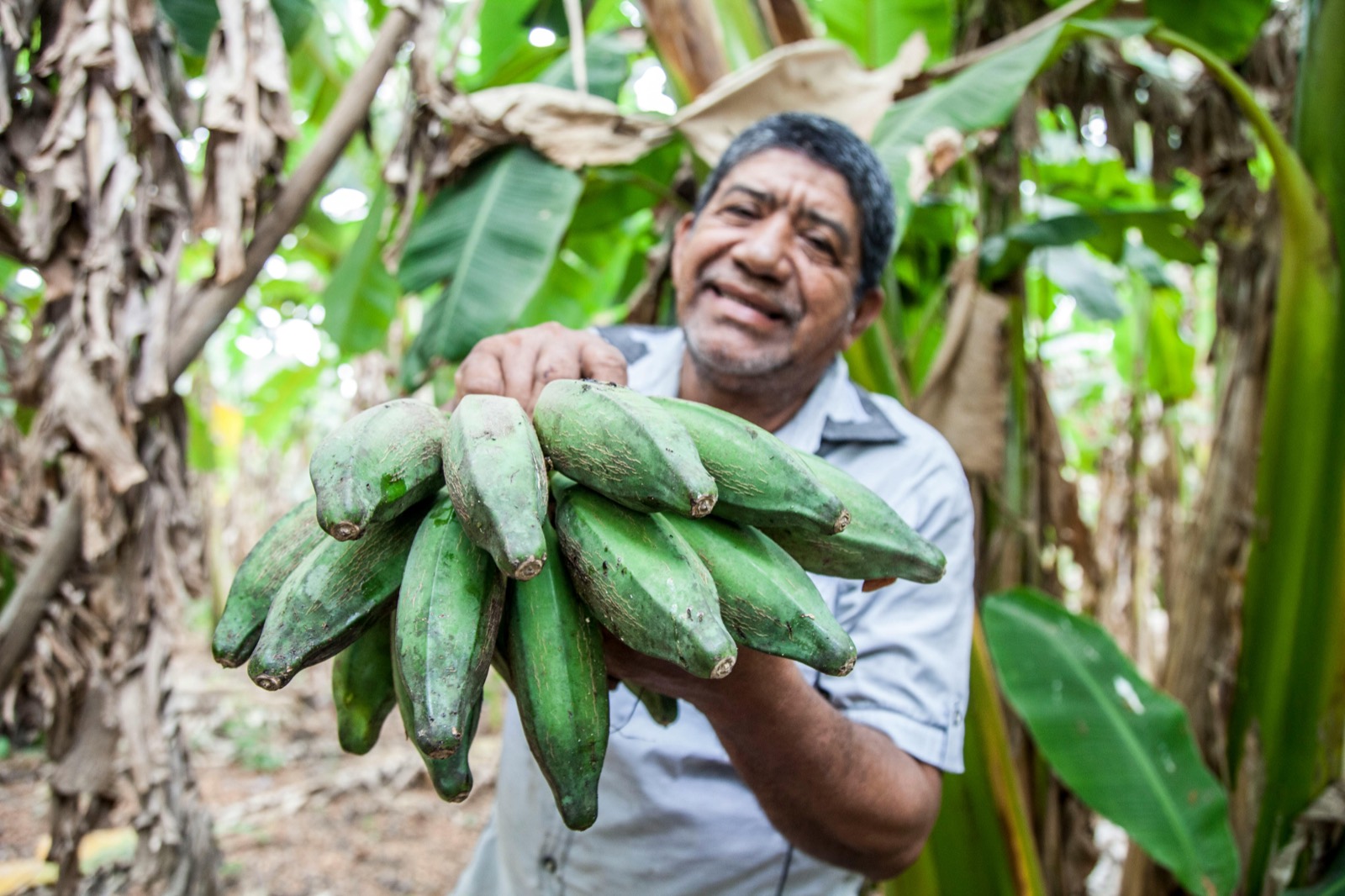 A farmer holds a bunch of green plantains