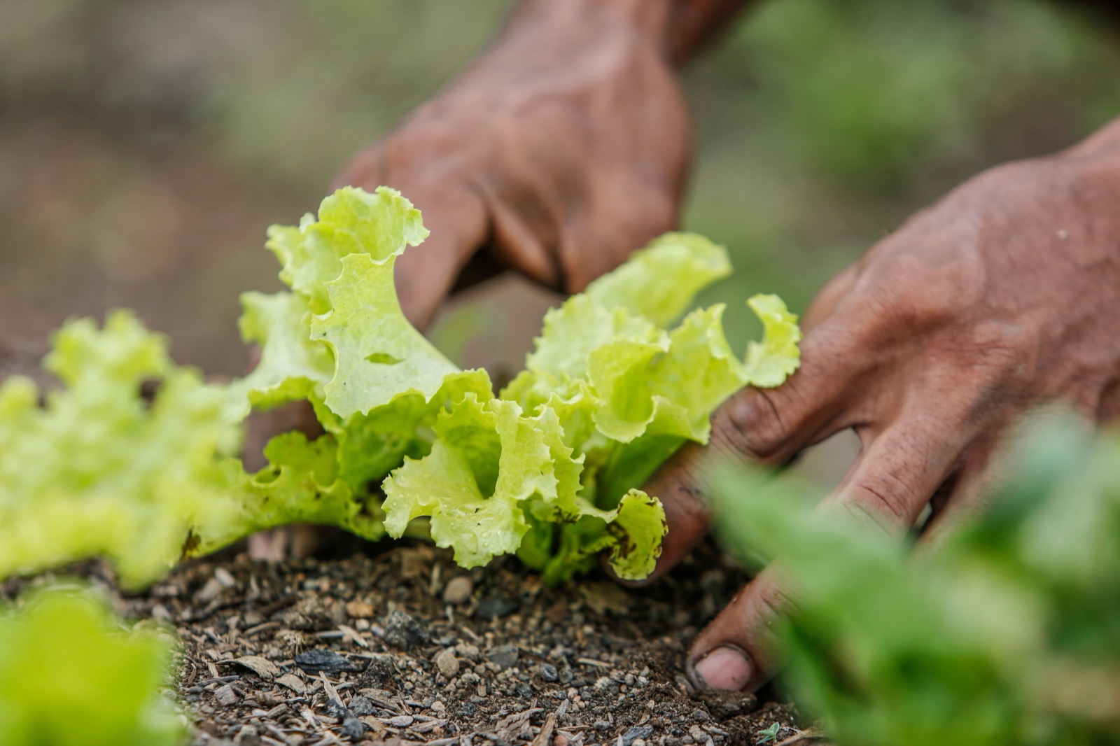 Bare hands set a lettuce seedling into dark soil