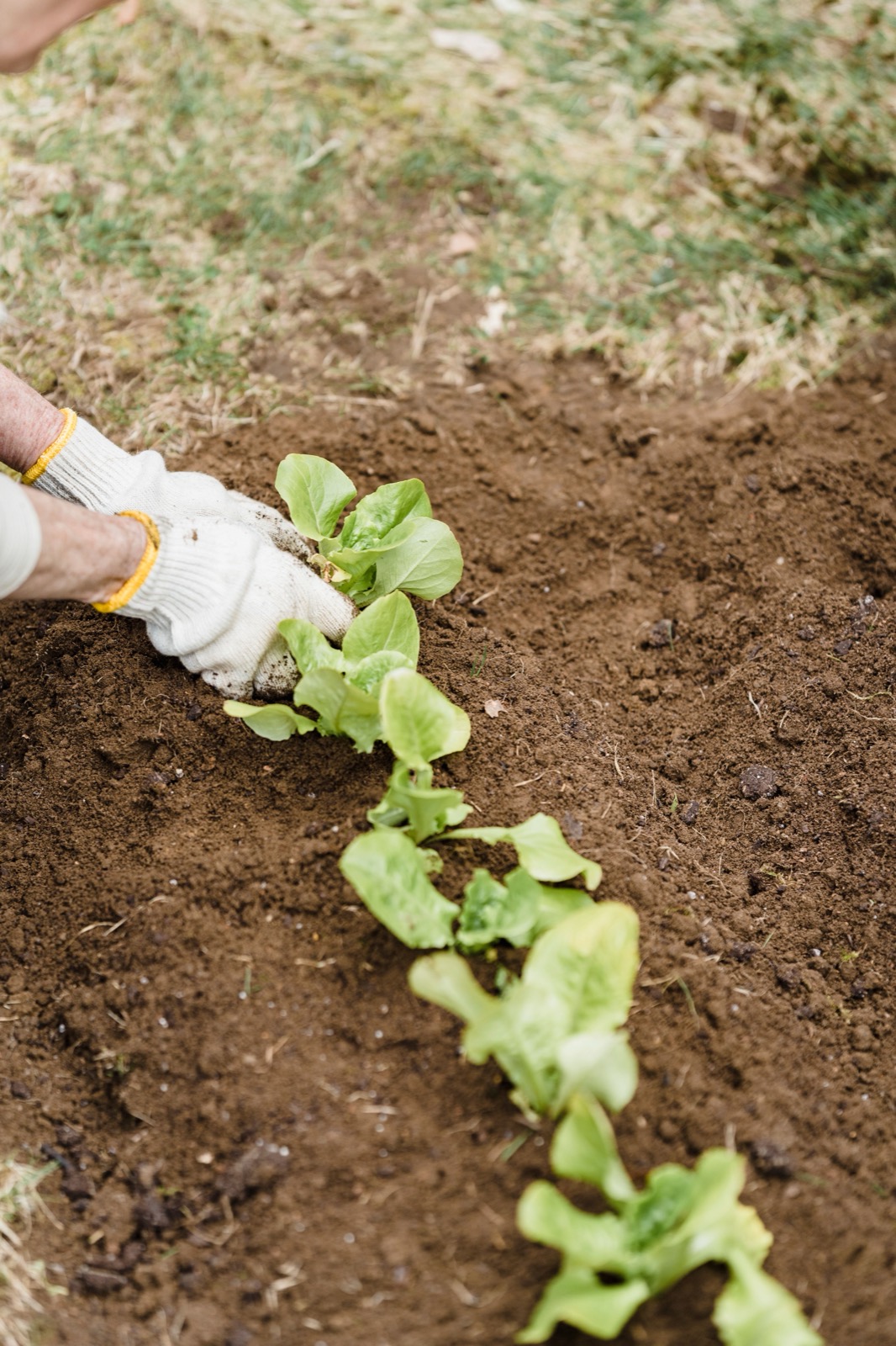 Gloved hands set lettuce into a row, black and white