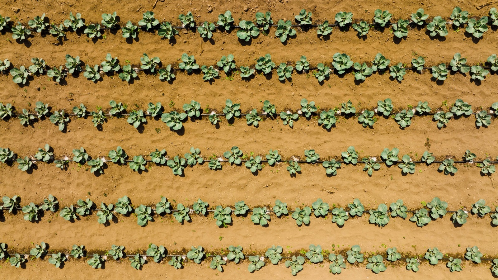 Young crop rows in red soil, seen from above