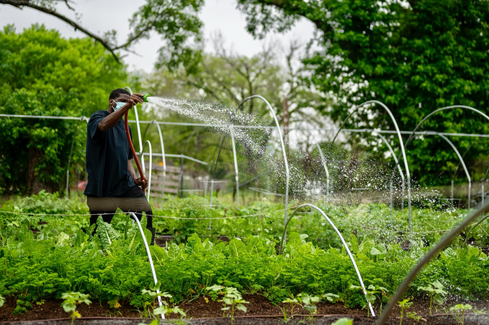 Water sprays over rows of young plants