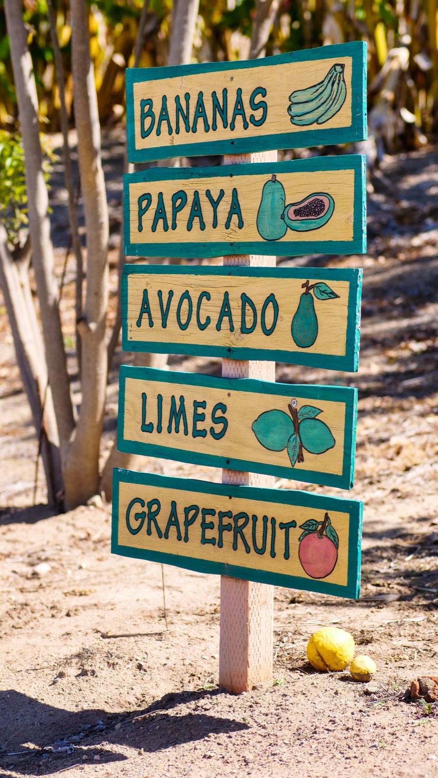 Hand painted signs pointing to bananas, papaya, avocado, limes, grapefruit