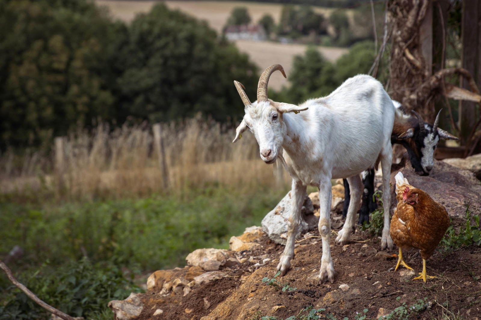 A goat and a chicken share a farmyard